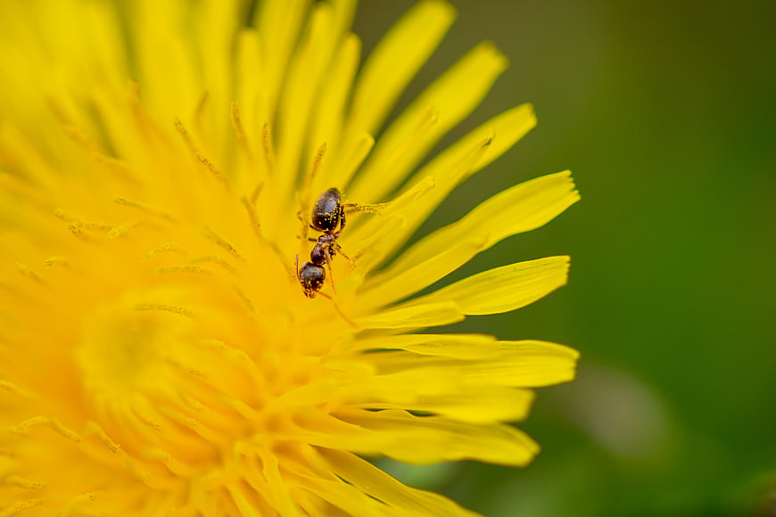 Macro shot of an ant on a yellow dandelion flower