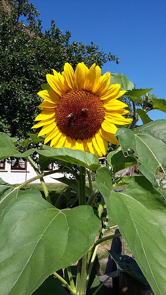 Vibrant Sunflower with Bees Pollinating on Sunny Summer Day