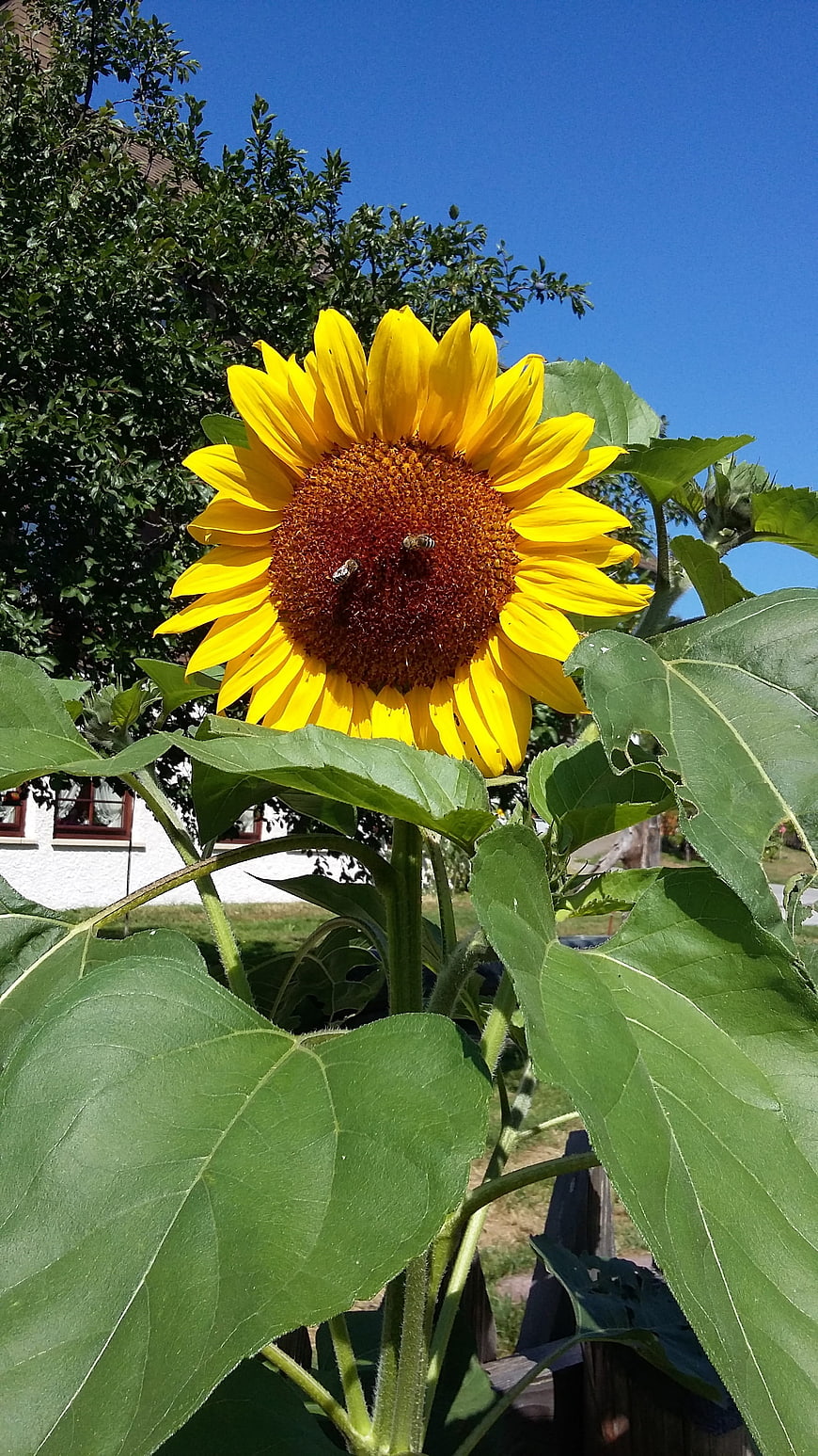 Vibrant Sunflower with Bees Pollinating on Sunny Summer Day