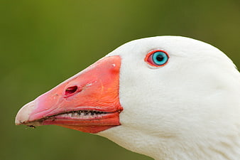 Close-up portrait of a white goose with blue eye and orange beak