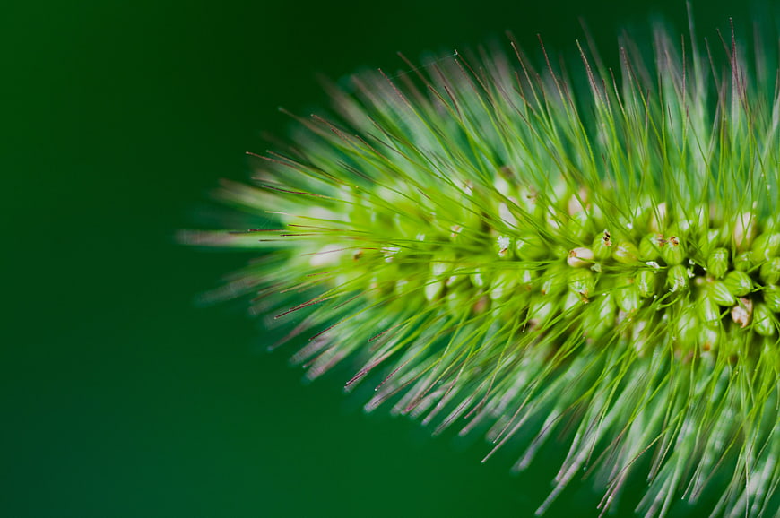Macro Close-Up of Green Foxtail Grass Seed Head