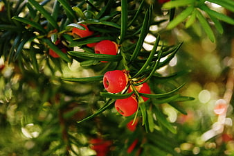 Close-up of European Yew Berries and Needles