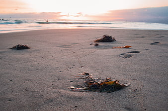 Low Angle Beach Sunset with Seaweed and Footprints