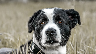 Close-up portrait of a black and white dog in a field