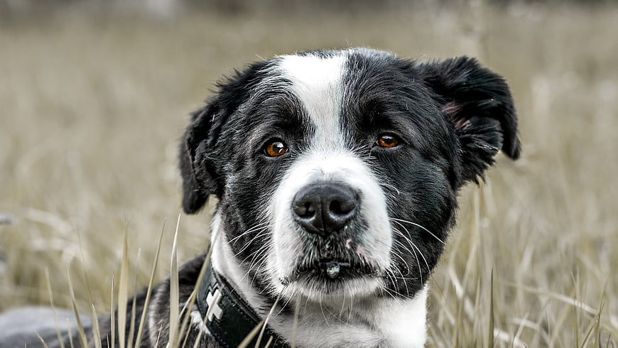 Close-up portrait of a black and white dog in a field