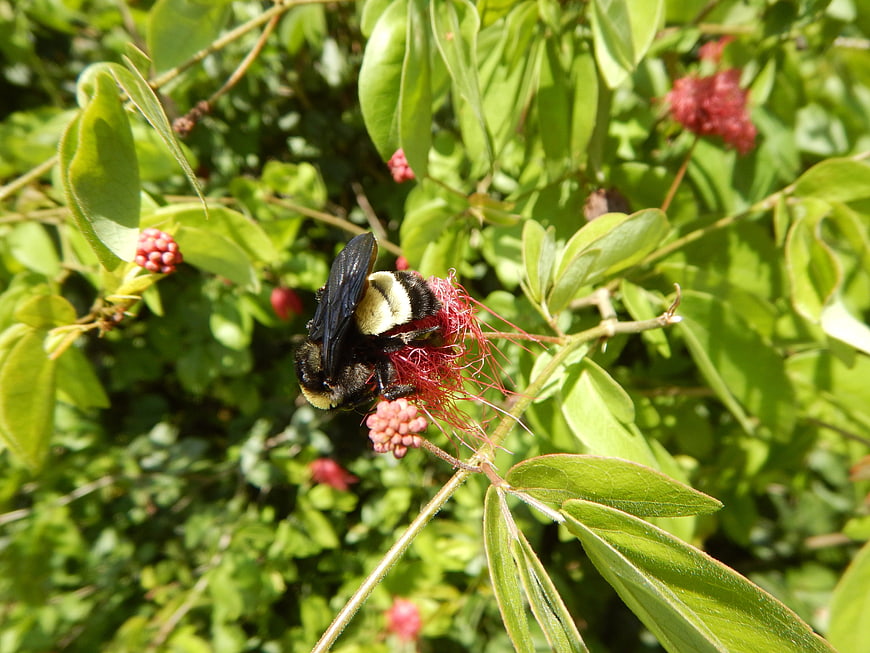 Bumblebee Pollinating Red Flower on Green Bush