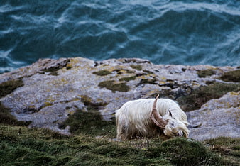 White Highland Cow Grazing on Rocky Coastal Cliff