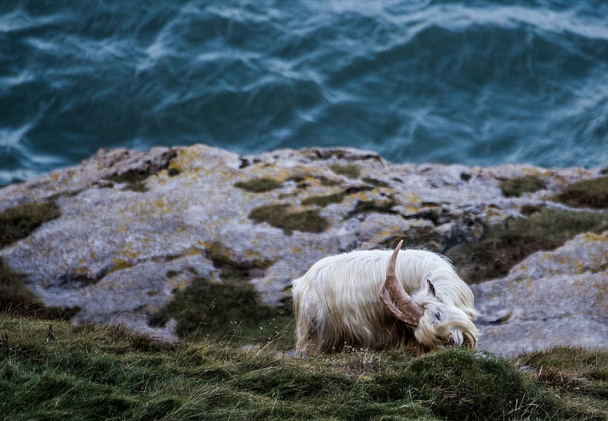 White Highland Cow Grazing on Rocky Coastal Cliff