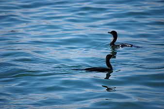 Two dark cormorants swimming in rippling blue water