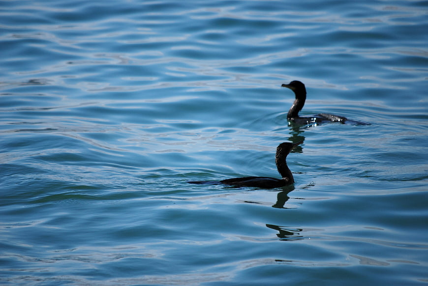 Two dark cormorants swimming in rippling blue water