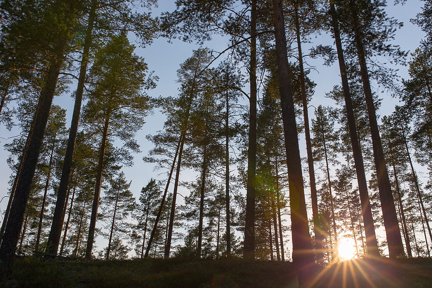 Sun rays shining through tall pine trees in a forest