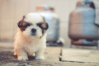 Cute Shih Tzu Puppy Standing on Concrete with Gas Cylinders
