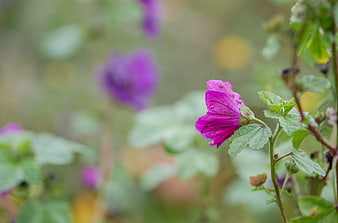 Close-up of purple flower with rain droplets