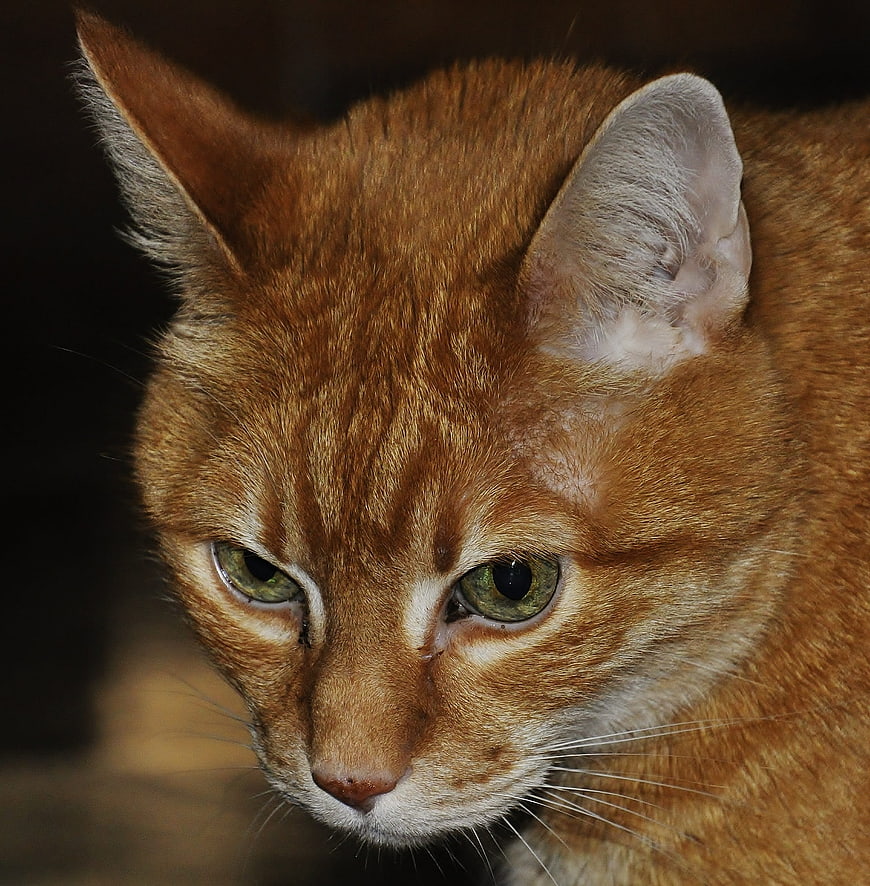 Close-up portrait of an orange tabby cat with green eyes