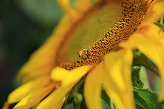 Close-up of a bee pollinating a vibrant yellow sunflower