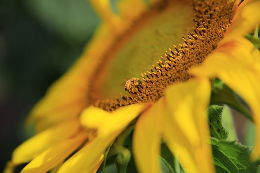 Close-up of a bee pollinating a vibrant yellow sunflower