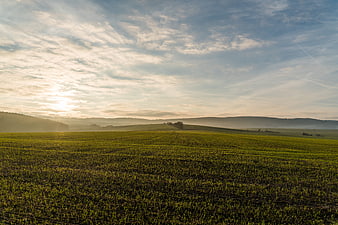 Serene Sunrise Over Green Agricultural Field with Morning Mist