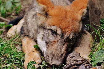 Close-up of a German Shepherd Puppy Resting on Grass