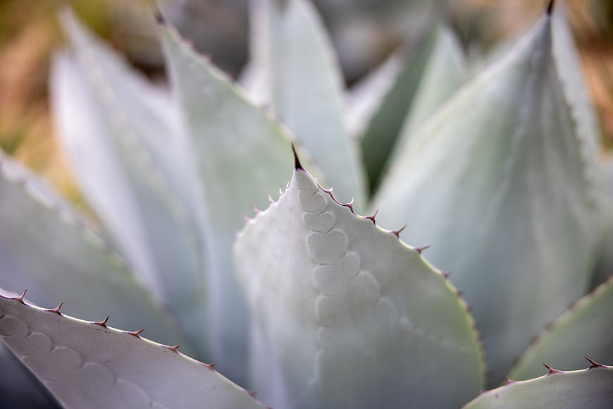 Close-up of Agave Plant with Sharp Spines and Textured Leaves