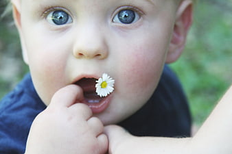 Close-up of Toddler with Daisy in Mouth