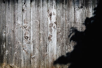 Weathered Wooden Planks with Plant Shadow Texture