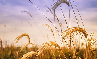 Golden wheat stalks backlit by a soft sunset sky