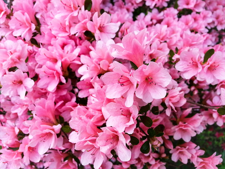 Close-up of vibrant pink azalea flowers in full bloom
