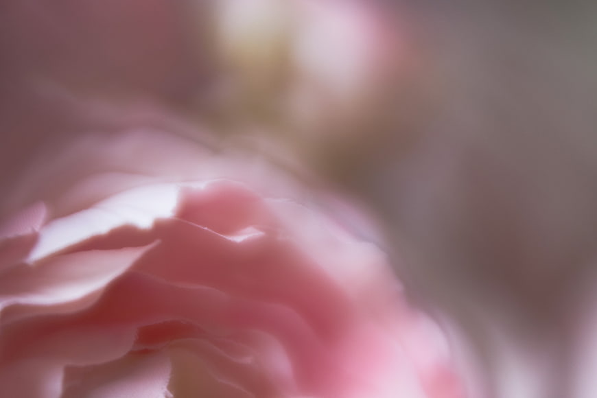 Abstract Macro Close-Up of Soft Pink Flower Petals