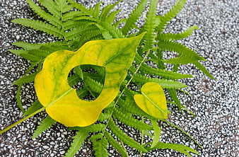 Yellow leaf with heart-shaped hole on green fern background