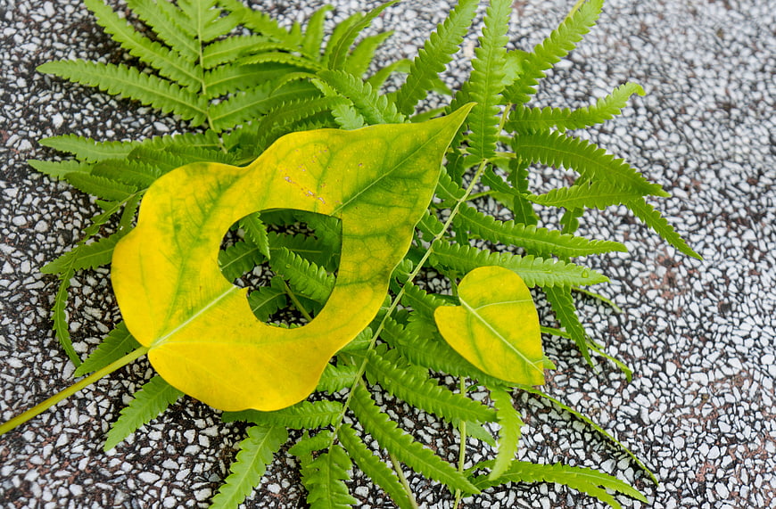 Yellow leaf with heart-shaped hole on green fern background