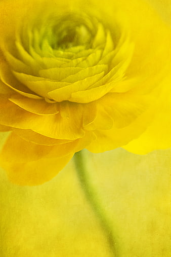 Close-up of a yellow ranunculus flower with vintage texture