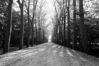 Black and white tree-lined path in a forest