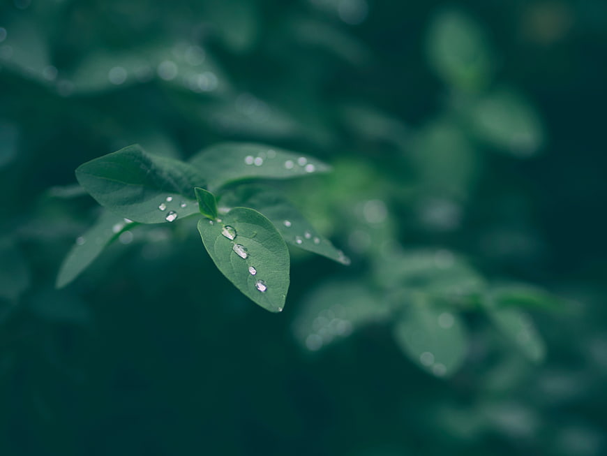 Close-up of green leaves with water droplets on blurred background