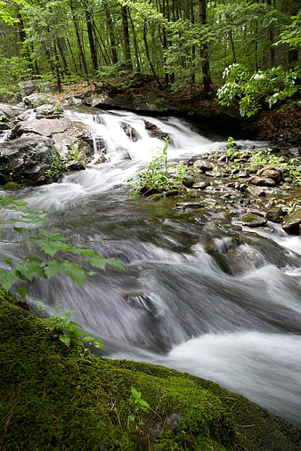 Serene Forest Stream with Mossy Rocks and Flowing Water