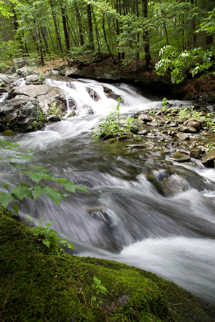Serene Forest Stream with Mossy Rocks and Flowing Water
