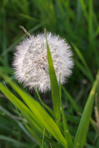 Close-up of a white dandelion seed head in green grass