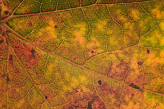 Macro Backlit Autumn Leaf Texture with Veins