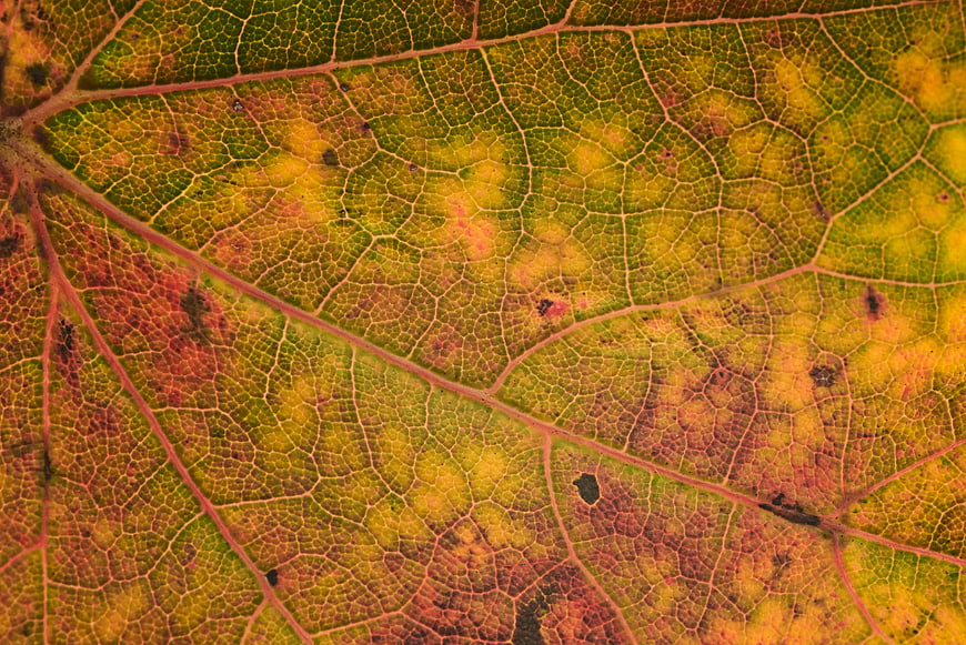 Macro Backlit Autumn Leaf Texture with Veins