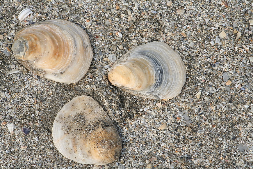 Three large clam shells resting on coarse pebbly beach sand