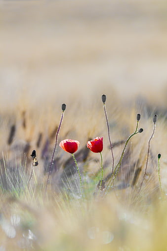 Red Poppies in Golden Grass Field with Shallow Depth of Field
