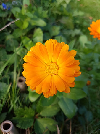 Vibrant Orange Calendula Flower Close-Up in Garden