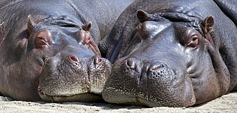 Close-up of two hippos resting on sandy ground