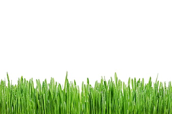 Fresh Green Grass With Dew Drops On White Background