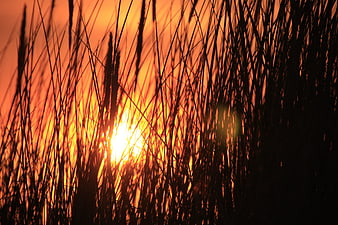 Silhouette of tall grass against vibrant orange sunset