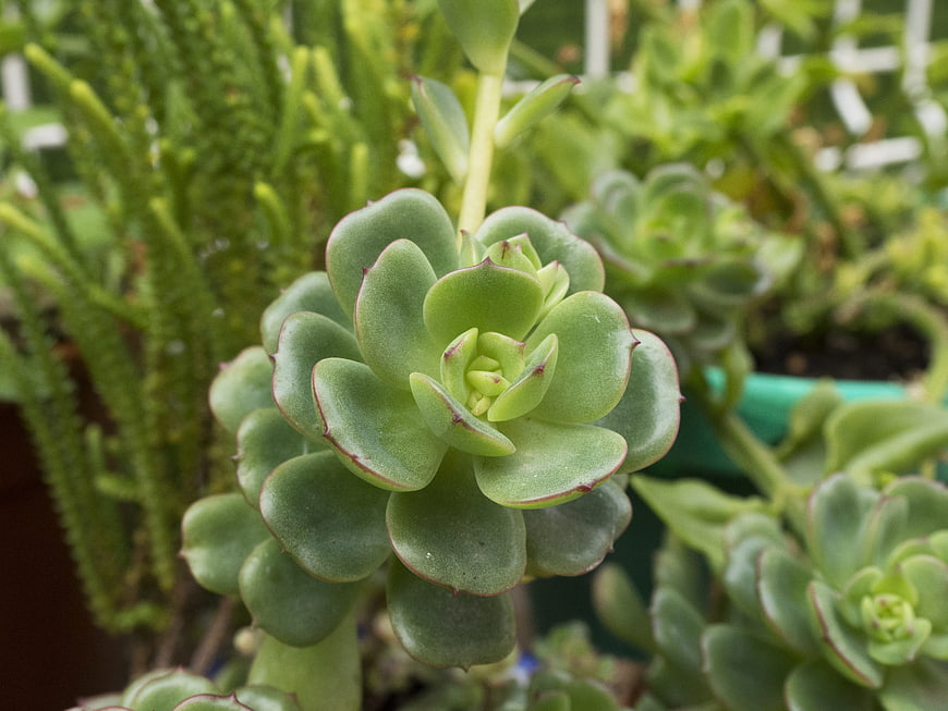 Close-up of green Echeveria succulent with red-tipped leaves