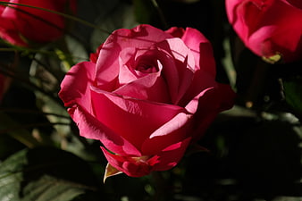 Close-up of vibrant pink rose in sunlight