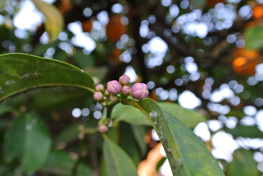 Close-up of pink citrus flower buds on green leaves