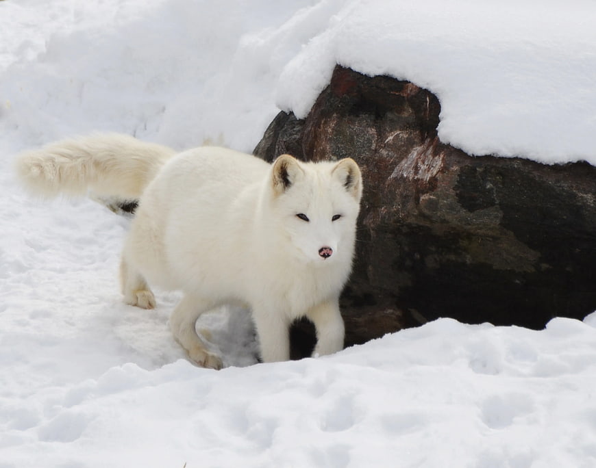 Arctic Fox Walking in Snow Near Rock