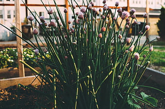 Blooming chives in a raised garden bed