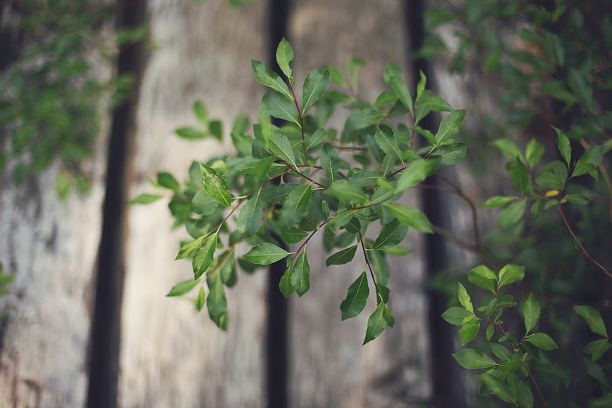 Green leaves on a branch against a blurred wooden fence background